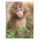 Recherche de singe de bébé carnets Bébés animaux