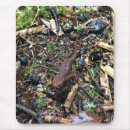 Recherche de salamandre tapis souris Amphibien