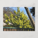 Recherche de mimosa cartes postales printemps