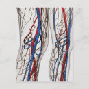 Recherche de artères cartes postales Immunologie