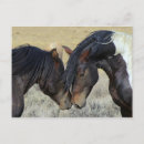 Recherche de deu cartes postales Cheval