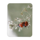 Recherche de problème magnets Animal