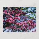 Recherche de dogwood cartes postales Arbre