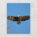 Recherche de flambant cartes postales Oiseau