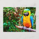 Recherche de perroquet bleu cartes postales Jungle