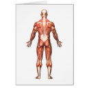 Recherche de anatomie musculaire Médical