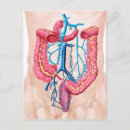 Recherche de veines cartes postales Transparent