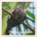Recherche de colombe bar Oiseau