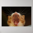 Recherche de bâillon photographie Chat