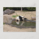 Recherche de ours panda cartes postales Géant
