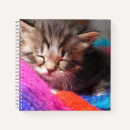 Recherche de chaton photographie Mignon