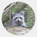 Recherche de raccoon autocollants Racoon