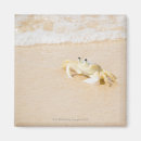 Recherche de faune magnets Plage