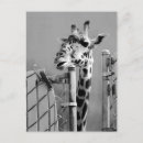 Recherche de girafe photo cartes postales Zoo