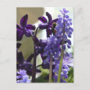Recherche de jacinthe cartes postales Muscari