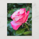 Recherche de thé anglais cartes postales Rouge