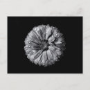 Recherche de fleurs noires et blanches cartes postales Nature