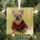 Recherche de french bulldog ornements Jeune animal