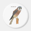 Recherche de rapaces magnets Faucon