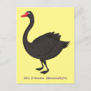 Recherche de cygne noir cartes postales Oiseau