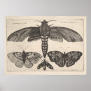 Recherche de copies de nature Papillons