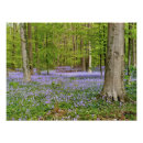 Recherche de jacinthe des bois posters Pour tous