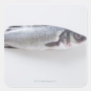 Recherche de fruits de mer photographie Animal