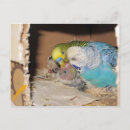 Recherche de oiseau bébé cartes postales Jeune