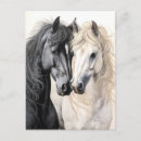 Recherche de noir de cheval blanc cartes postales Chevaux