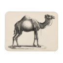 Recherche de chameau magnets Animaux