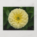 Recherche de zinnia cartes postales Jardin