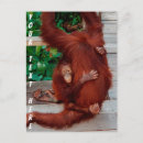 Recherche de orang outan cartes postales Amour