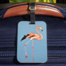 Recherche de flamants photographie Oiseau