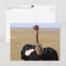 Recherche de autruches cartes postales Faune