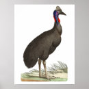 Recherche de cassowary posters Nature