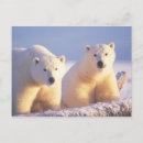 Recherche de banquise cartes postales Ours