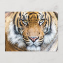 Recherche de tiger cartes postales Nature