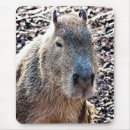 Recherche de capybara tapis souris Animal