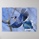 Recherche de oiseau de vol posters Volant
