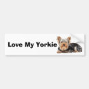 Recherche de terrier yorkshire voiture autocollants Dog