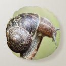 Recherche de escargots coussins Faune