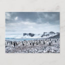 Recherche de mariage pingouin vœux cartes Neige