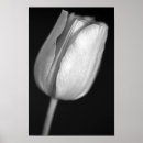 Recherche de tulipe blanche posters Botanique