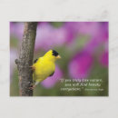 Recherche de sayings cartes postales Bird watching sayings