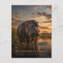 Recherche de mammifère africain cartes postales Hippopotame