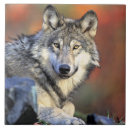 Recherche de loup carreaux Sauvage