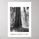 Recherche de séquoia géant posters Forêt
