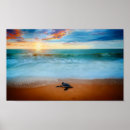 Recherche de sea turtle posters Tropical