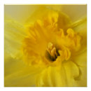 Recherche de jonquilles jaunes posters Pour tous