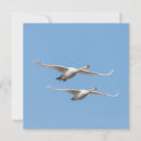 Recherche de cygne muet vœux cartes Animaux